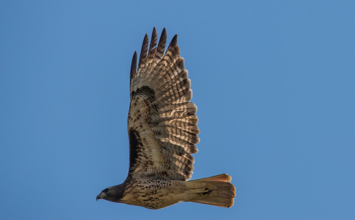 Red-tailed Hawk - Daniel Ward