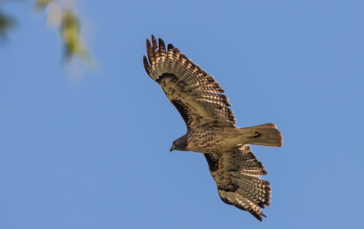 Red-tailed Hawk - Daniel Ward