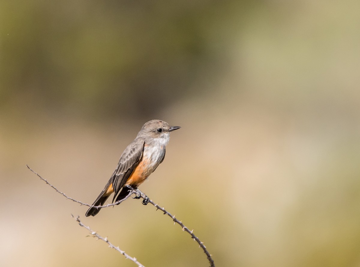 Vermilion Flycatcher - ML609294531