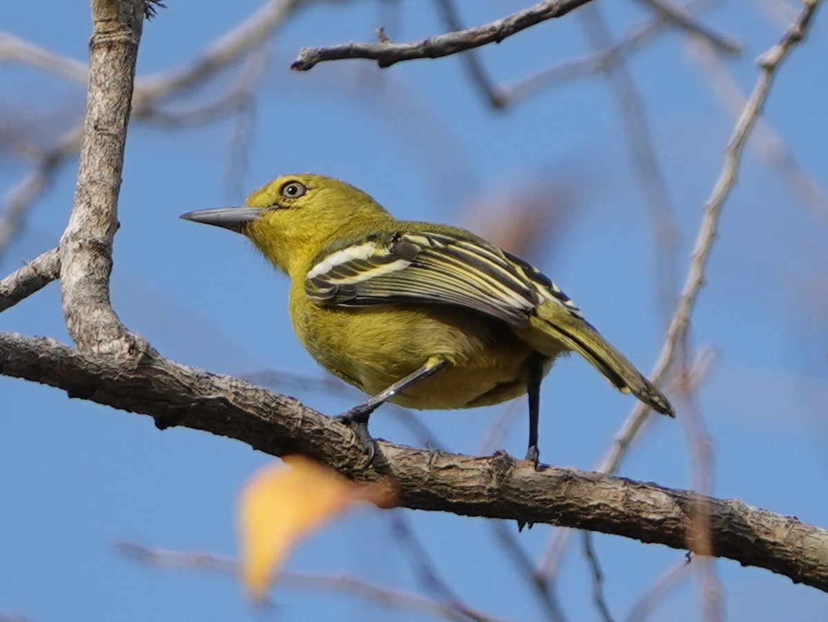 Common Iora - Barry Reed