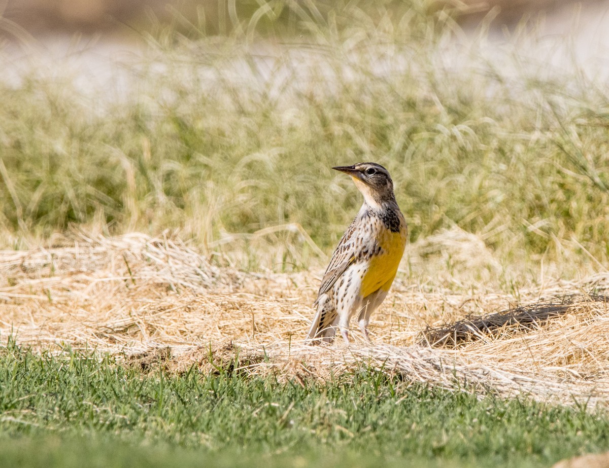 Western Meadowlark - Daniel Ward