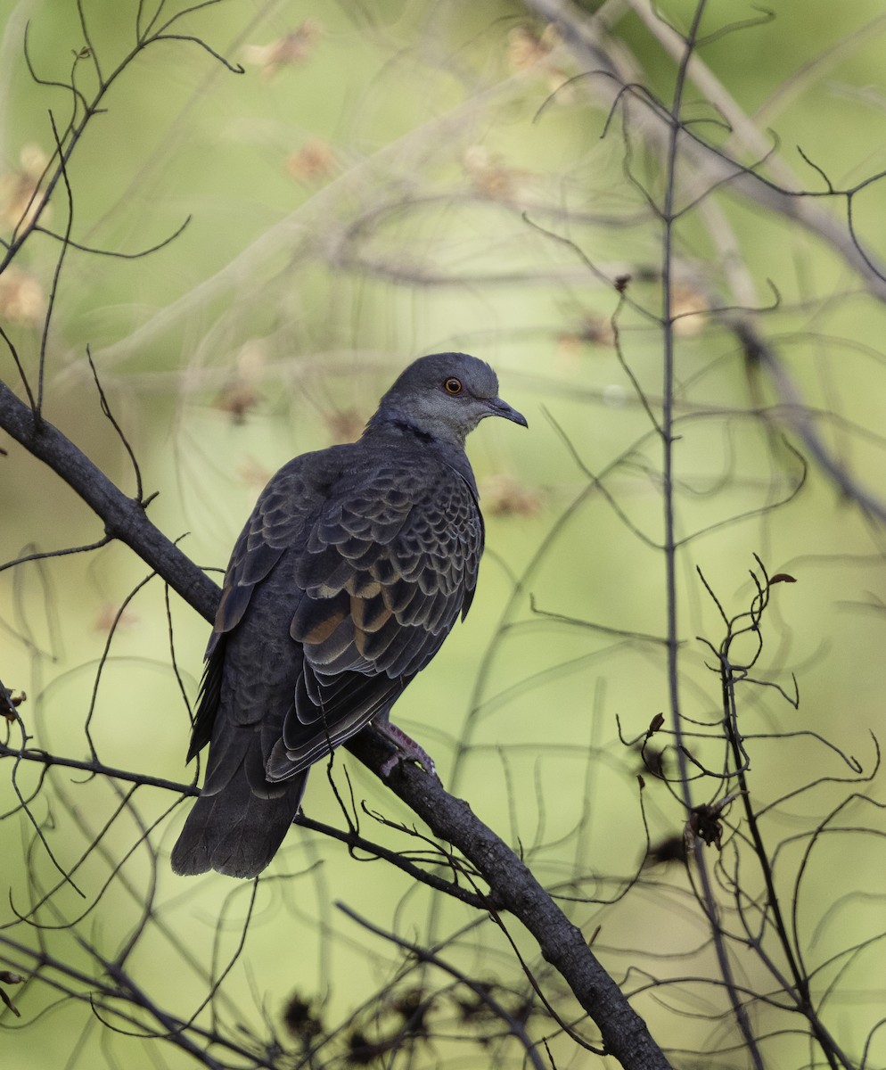 Dusky Turtle-Dove - ML609294591