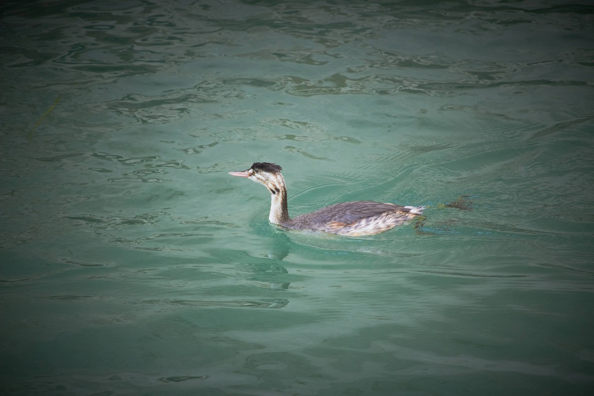Great Crested Grebe - ML609294612