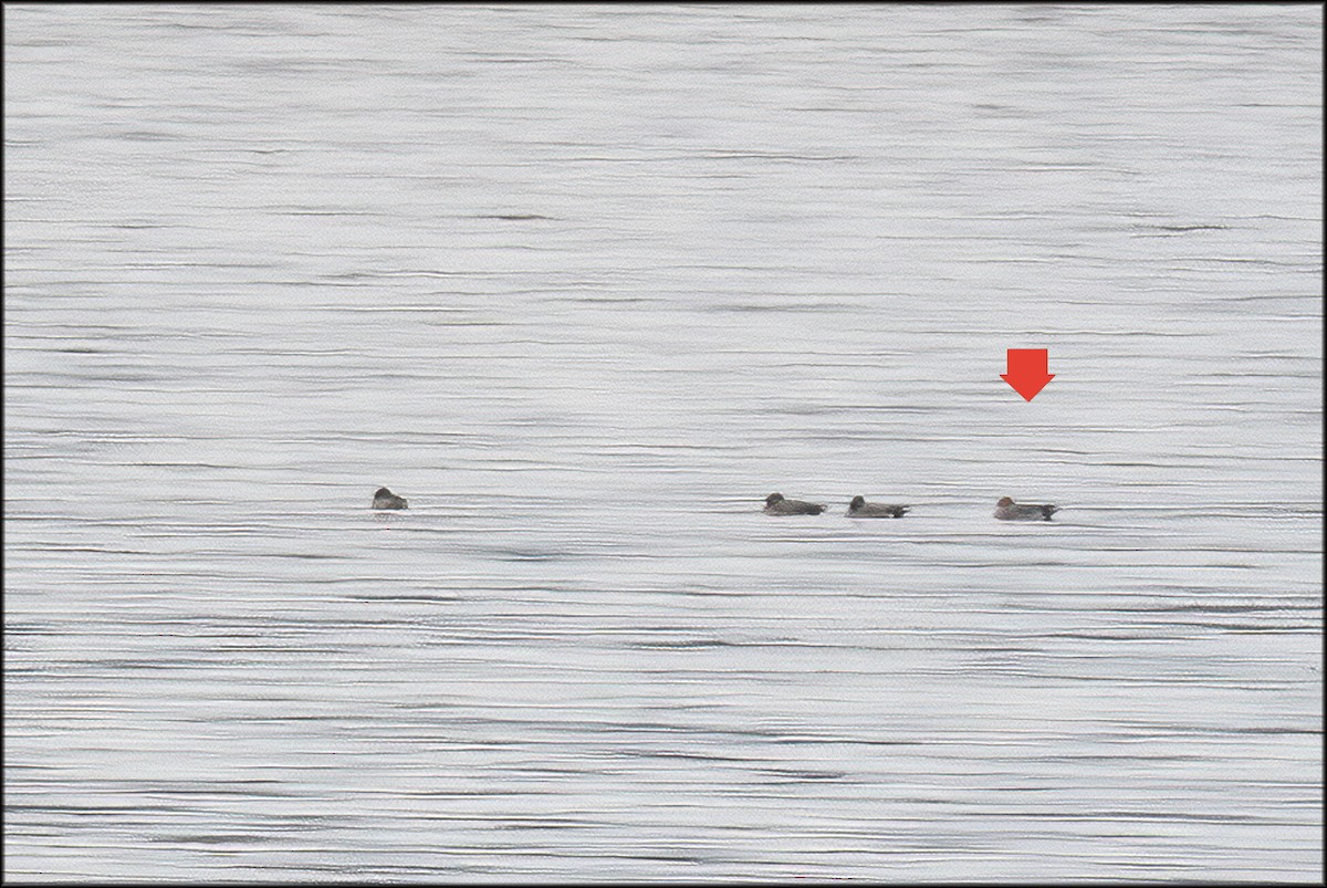 Eurasian Wigeon - ML609294651