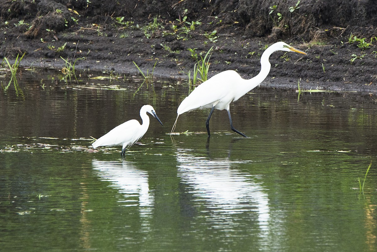 Little Egret - ML609294735