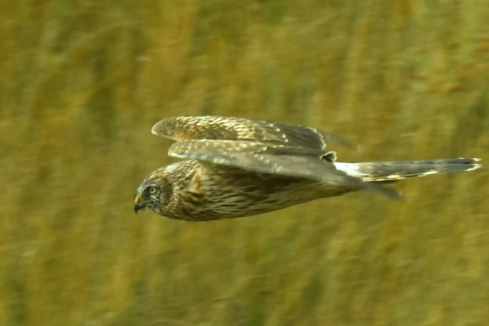 Aguilucho Pálido - ML609294761