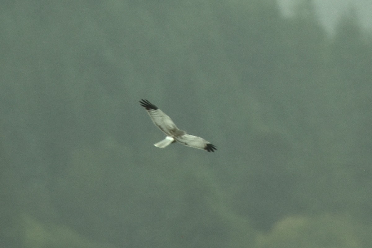 Hen Harrier - ML609294764