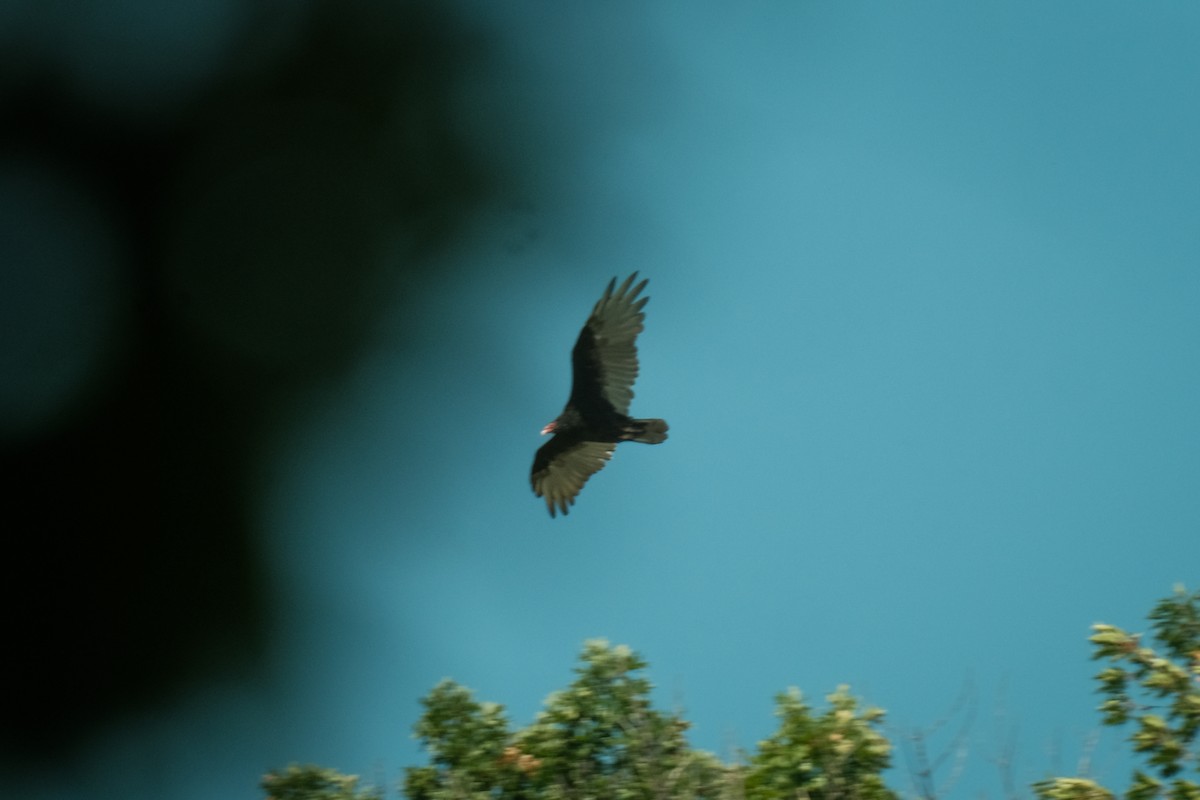 Turkey Vulture - ML609294840