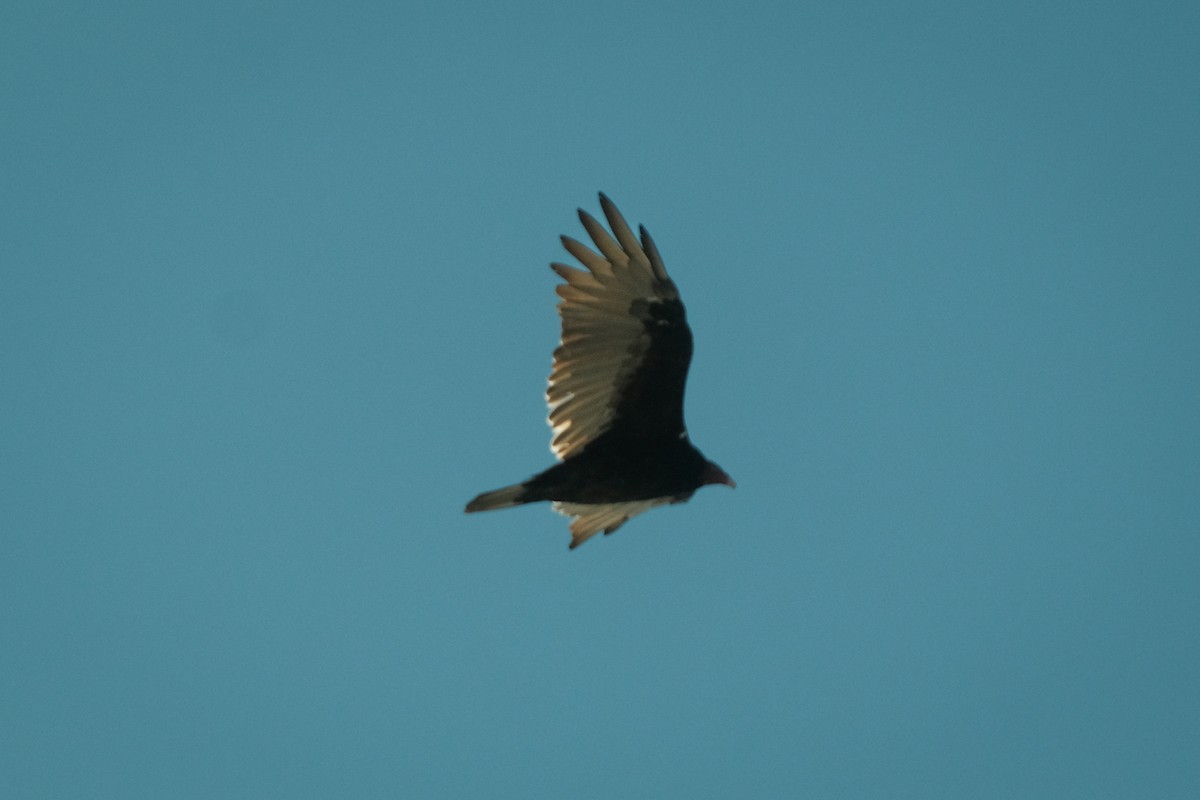 Turkey Vulture - ML609294841