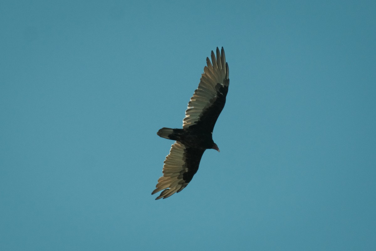Turkey Vulture - ML609294842