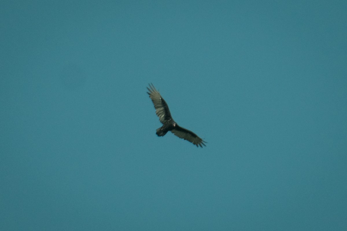Turkey Vulture - ML609294843