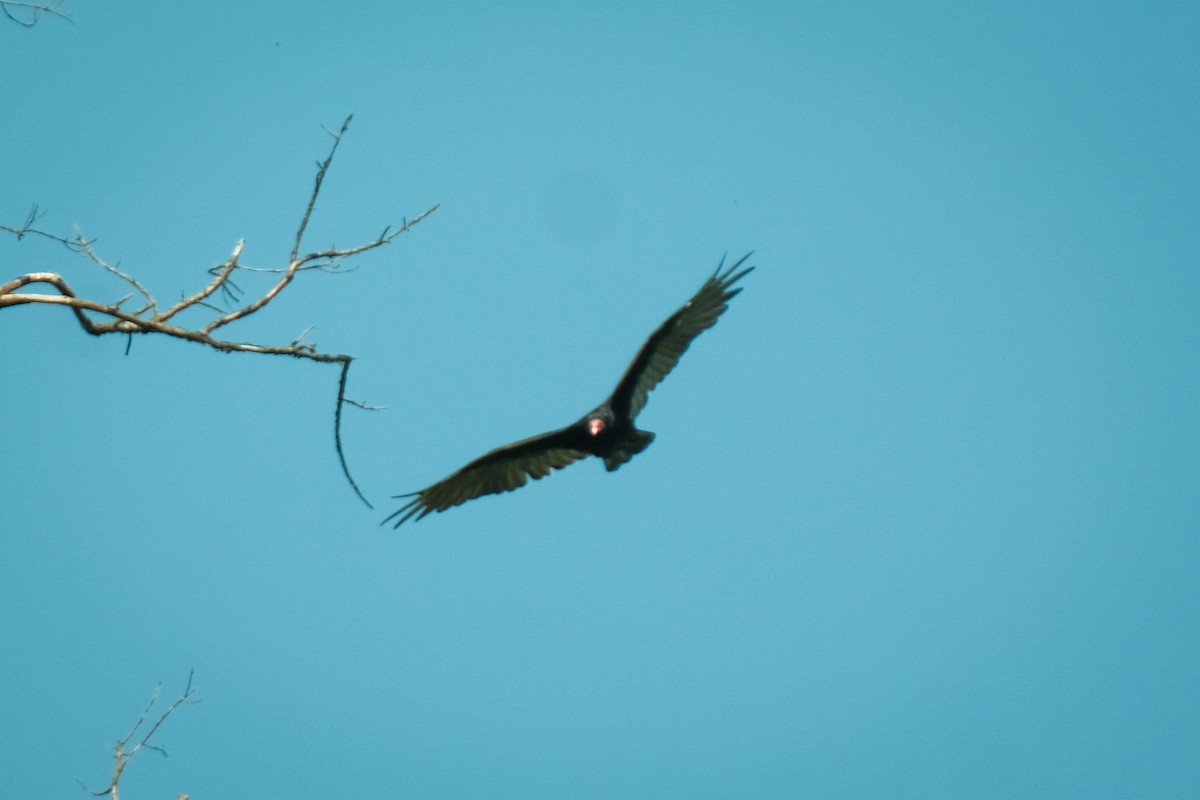 Turkey Vulture - ML609294844