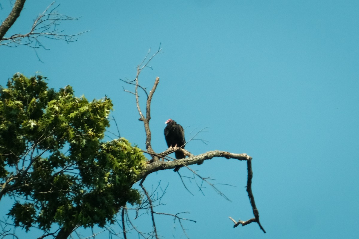 Turkey Vulture - ML609294845