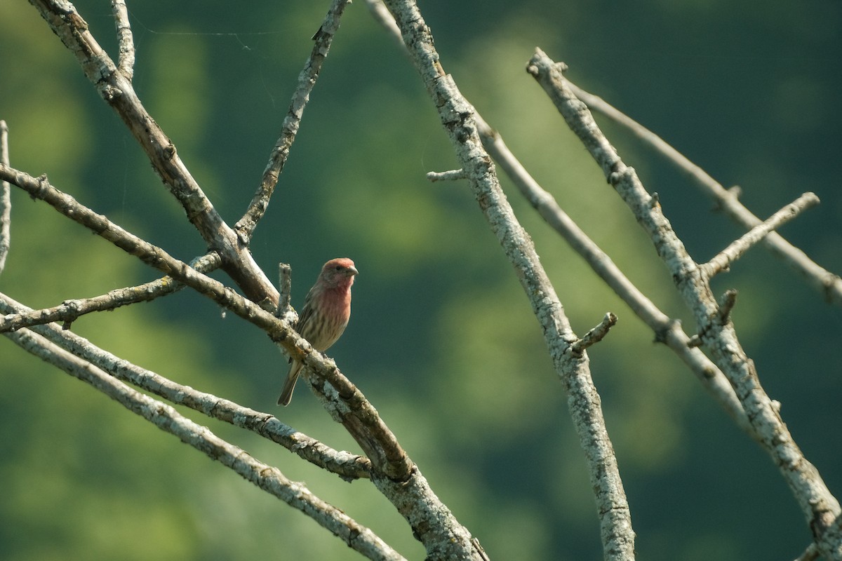 House Finch - ML609294846
