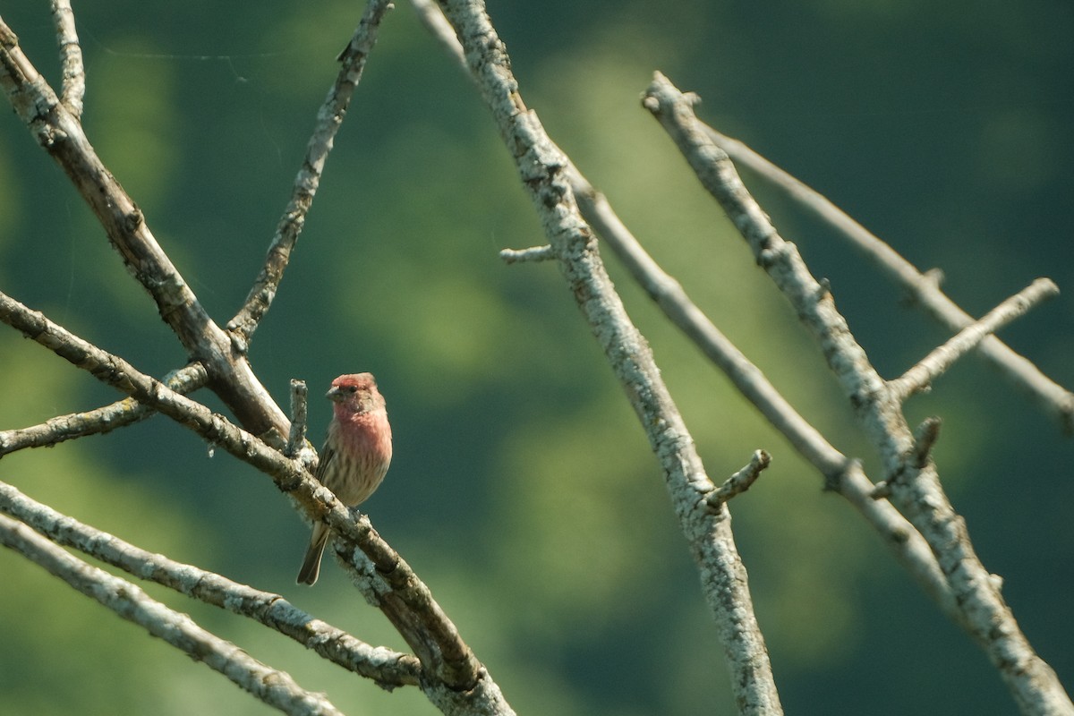 House Finch - ML609294847