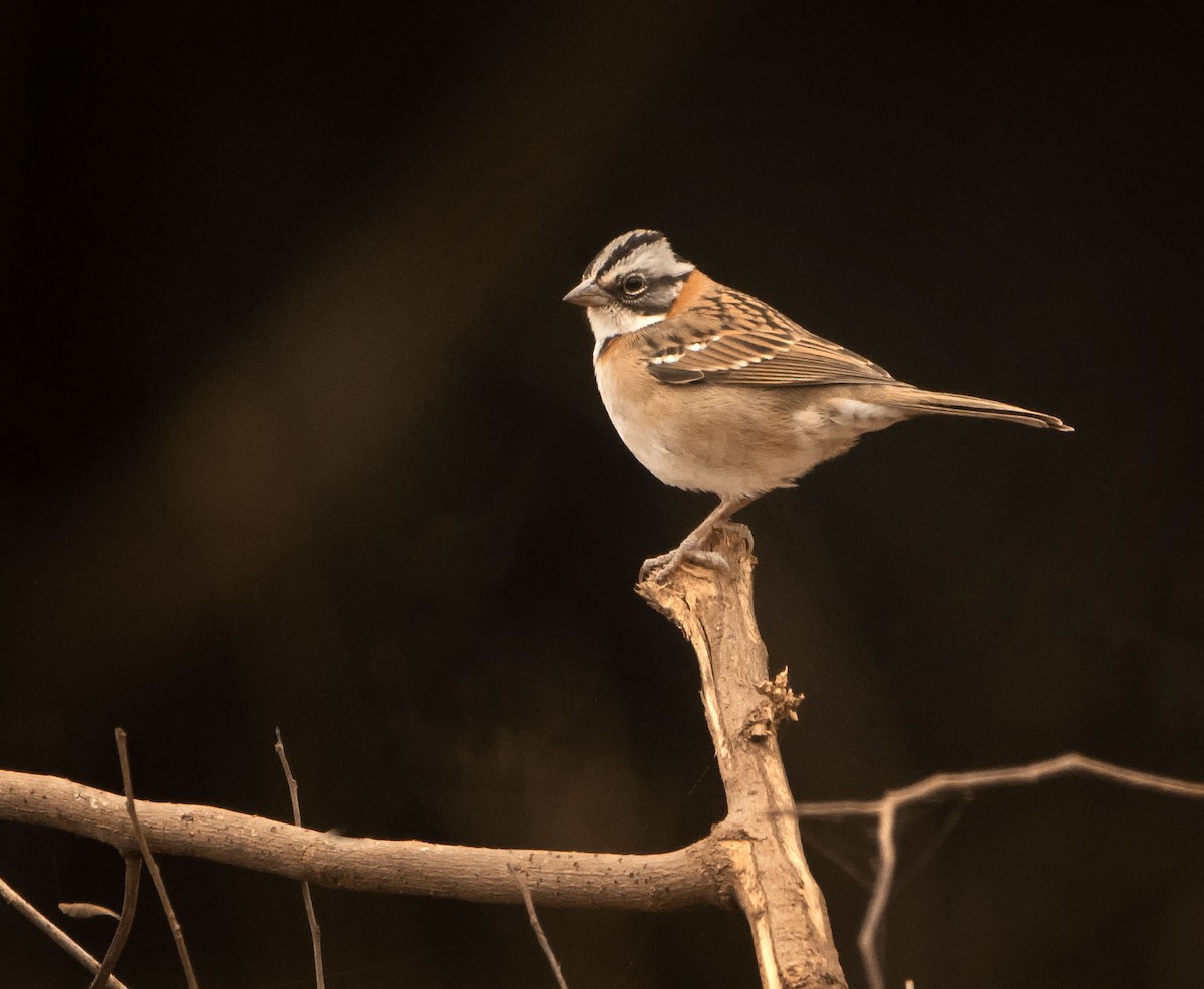 Rufous-collared Sparrow - ML609294962