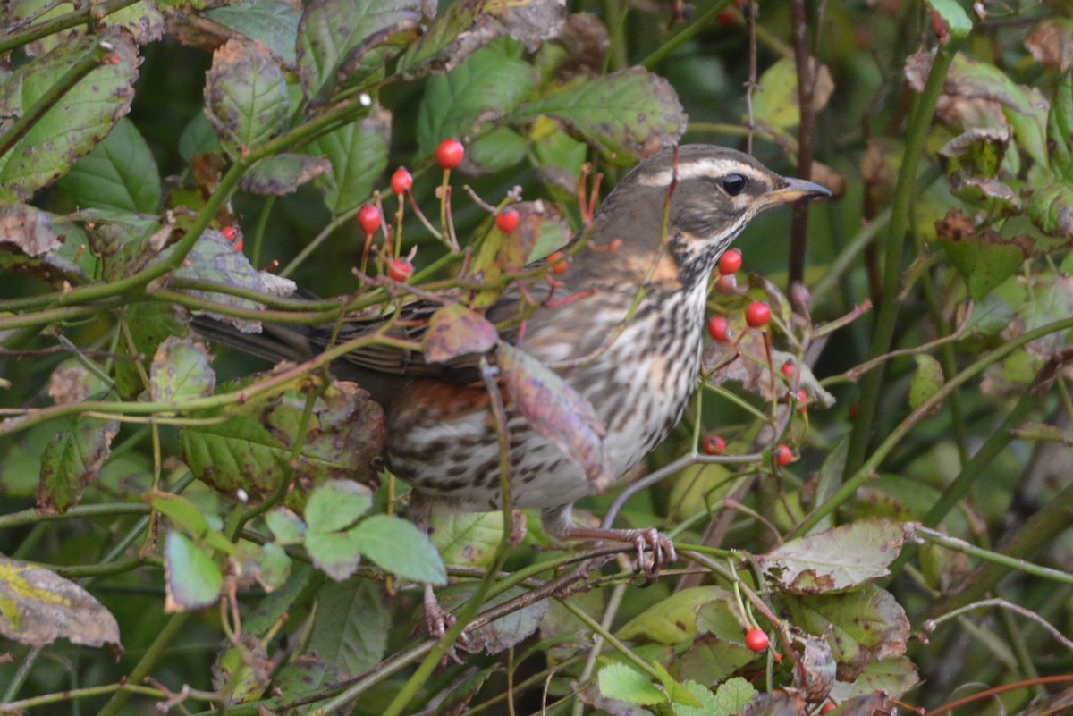 Redwing - ML609295074