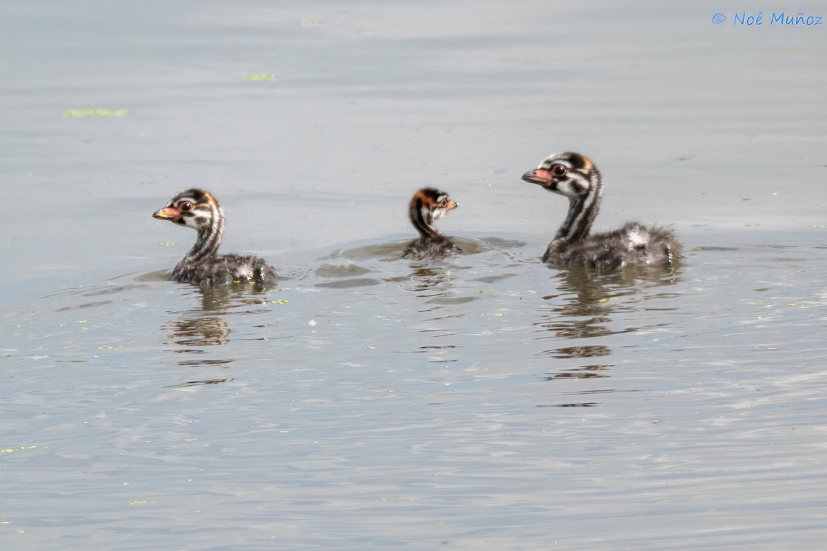 Pied-billed Grebe - ML609295090