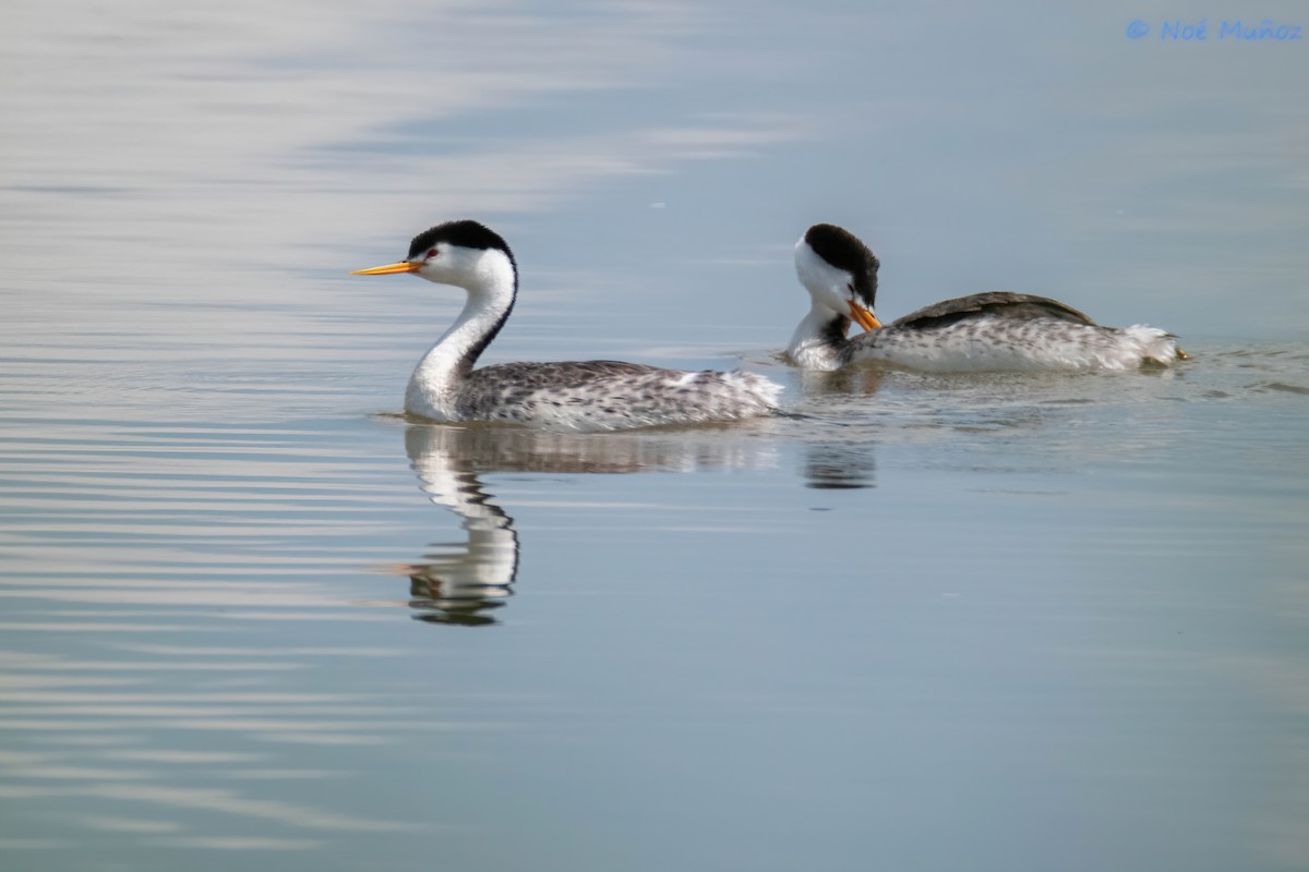 Clark's Grebe - ML609295112