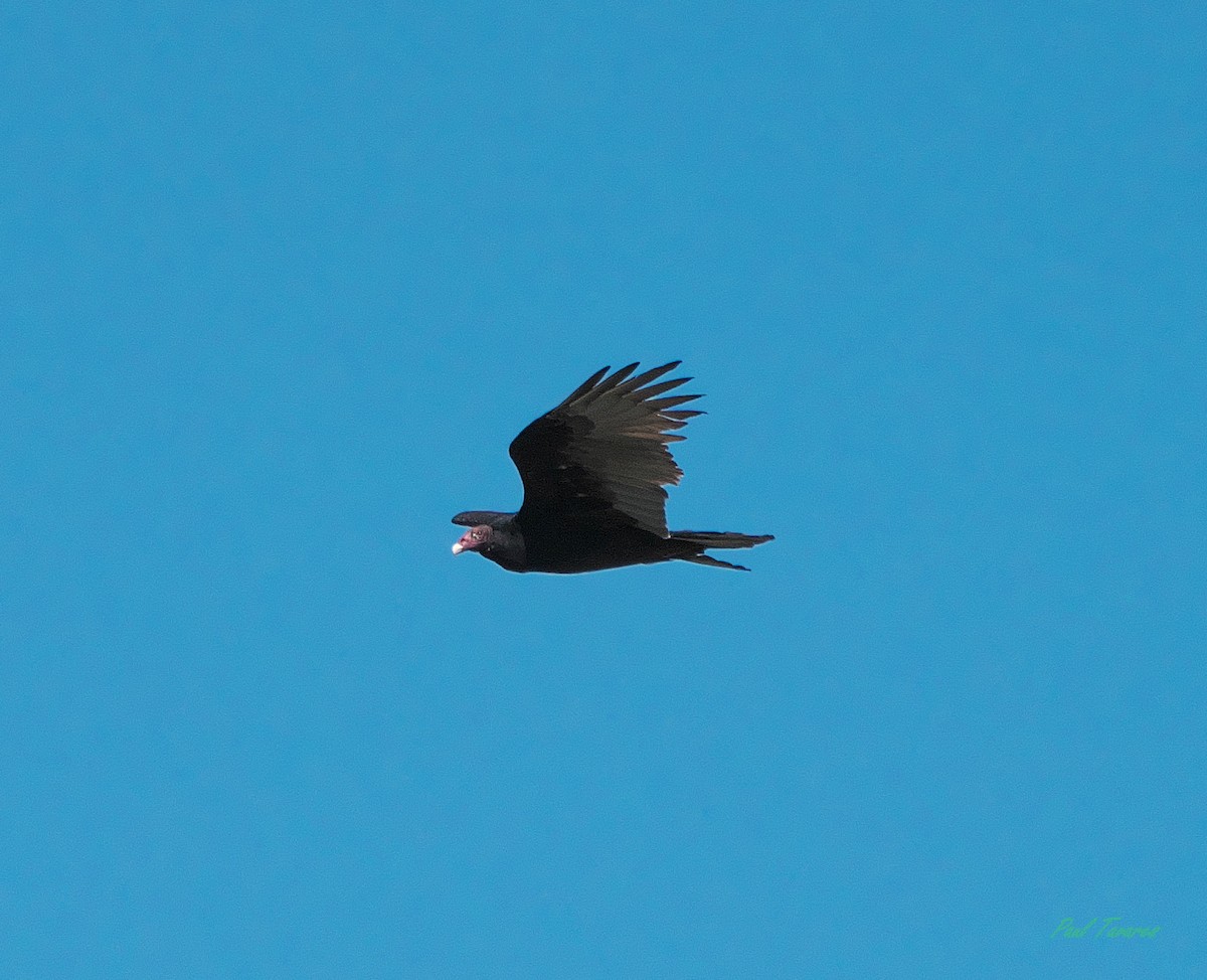 Turkey Vulture - ML609295171