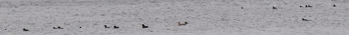 Rhinoceros Auklet - ML609295215