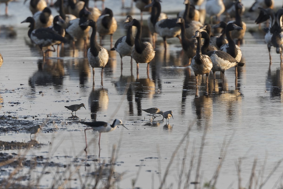 Curlew Sandpiper - ML609295239