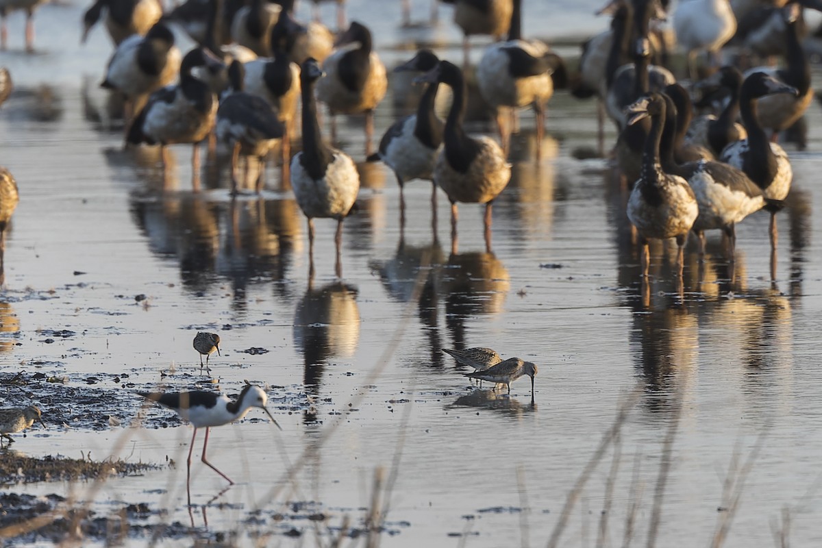 Curlew Sandpiper - Dana Cameron