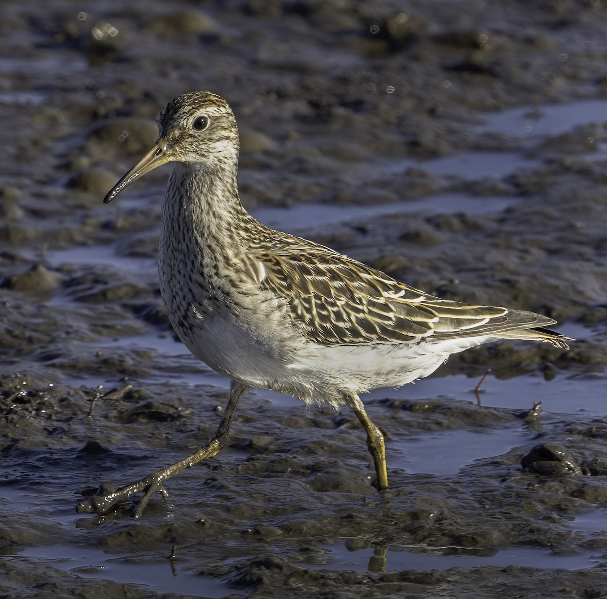 Pectoral Sandpiper - ML609295441