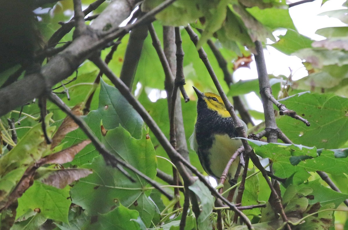 Black-throated Green Warbler - ML609295443