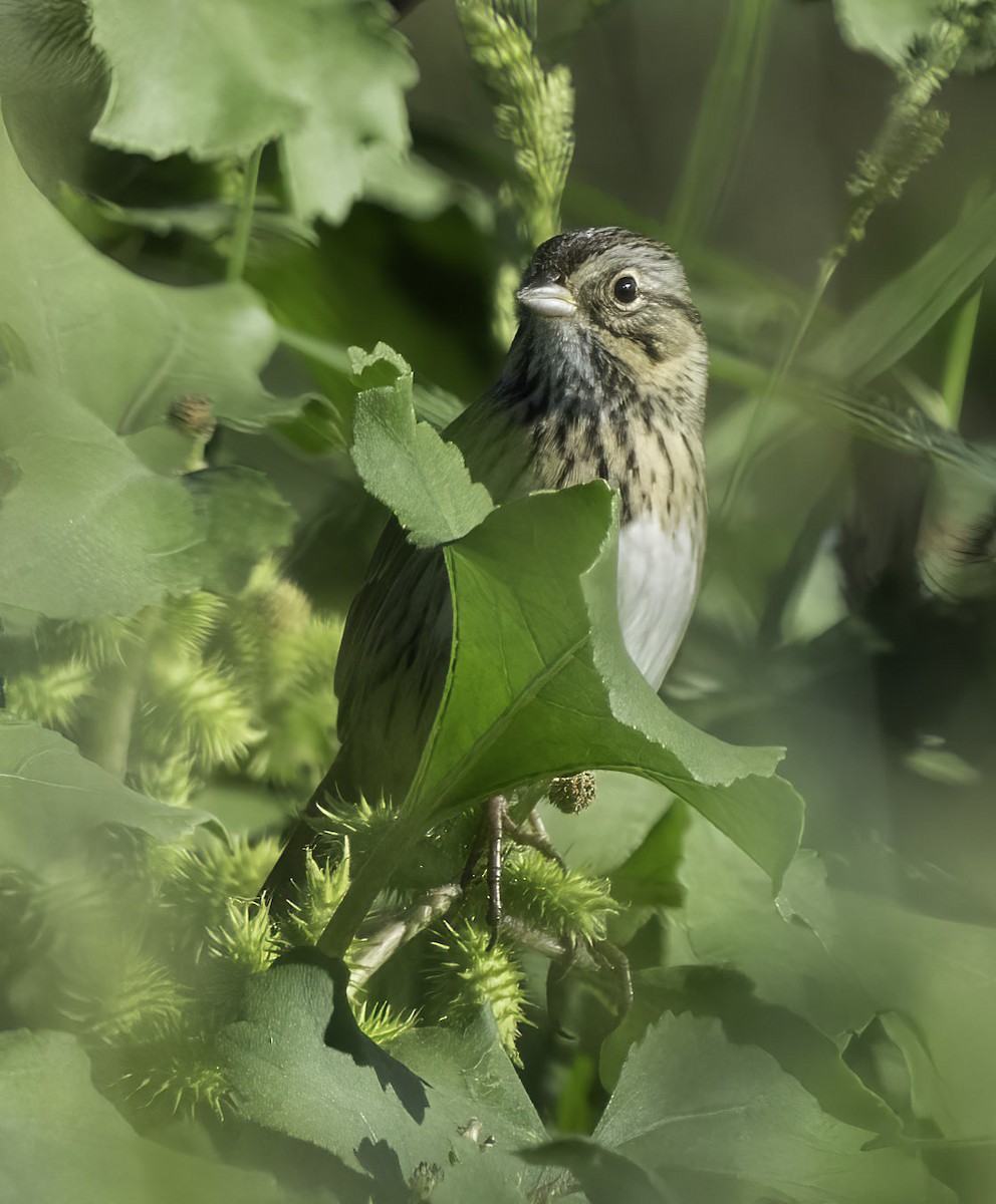 Lincoln's Sparrow - ML609295463