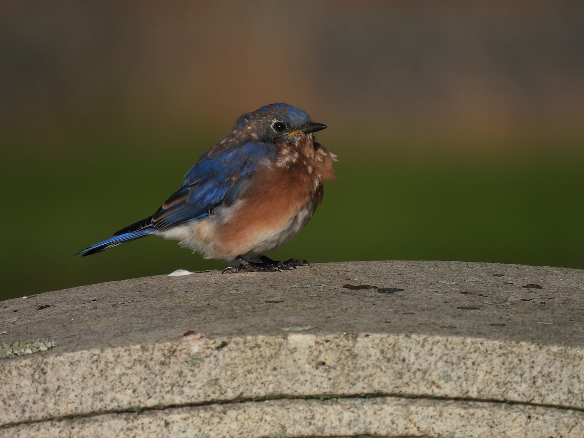 Eastern Bluebird - Cheryl Ring