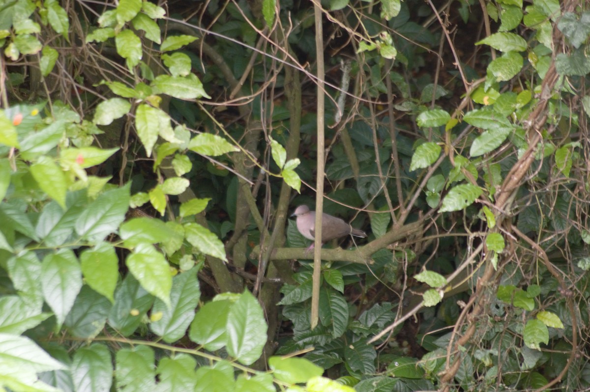 White-tipped Dove - ML609295514