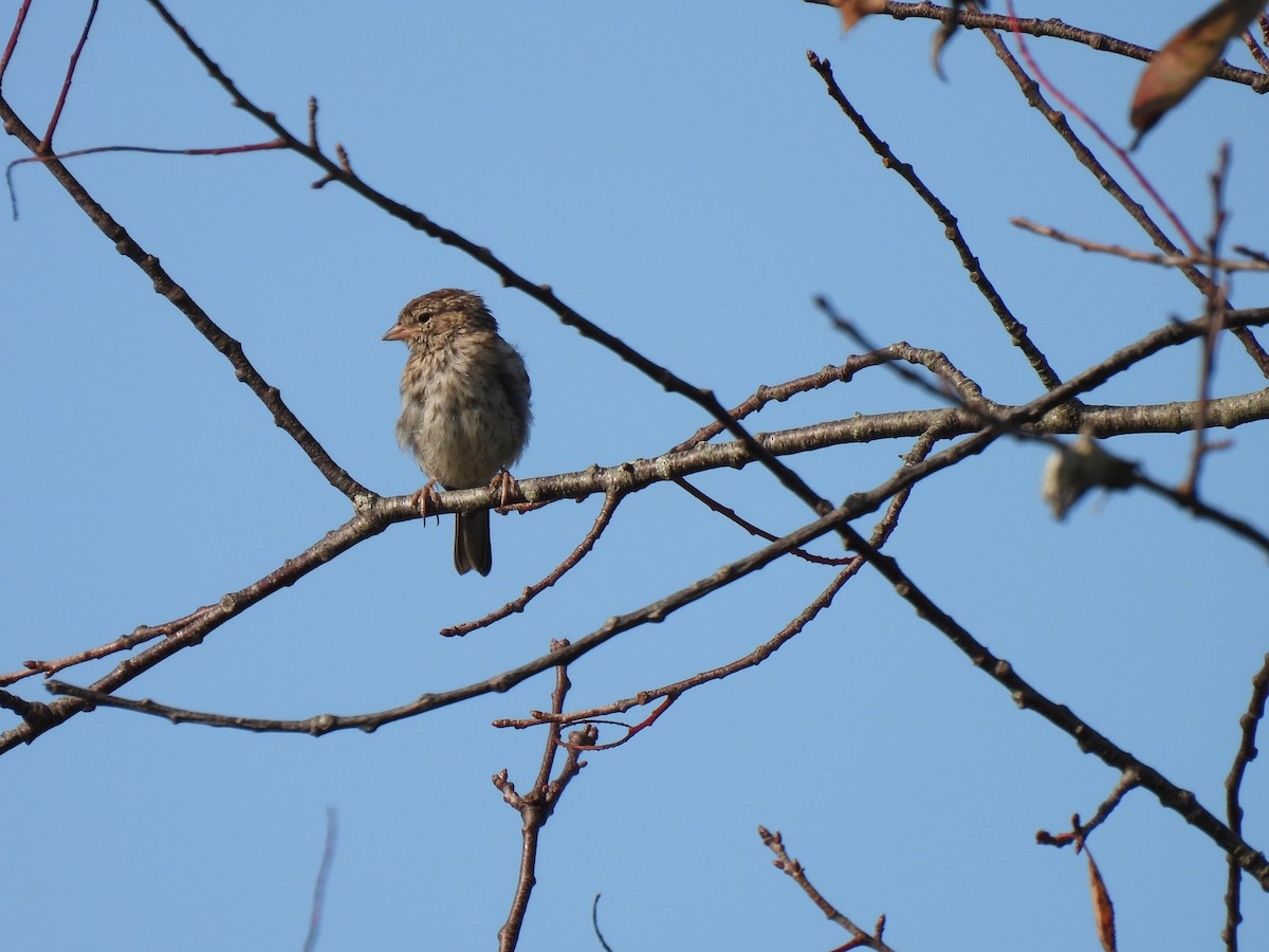 Chipping Sparrow - Cheryl Ring