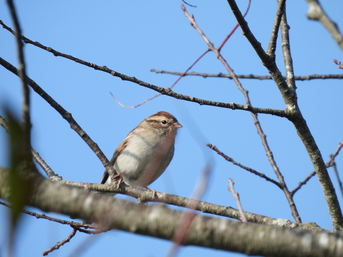 Chipping Sparrow - Cheryl Ring