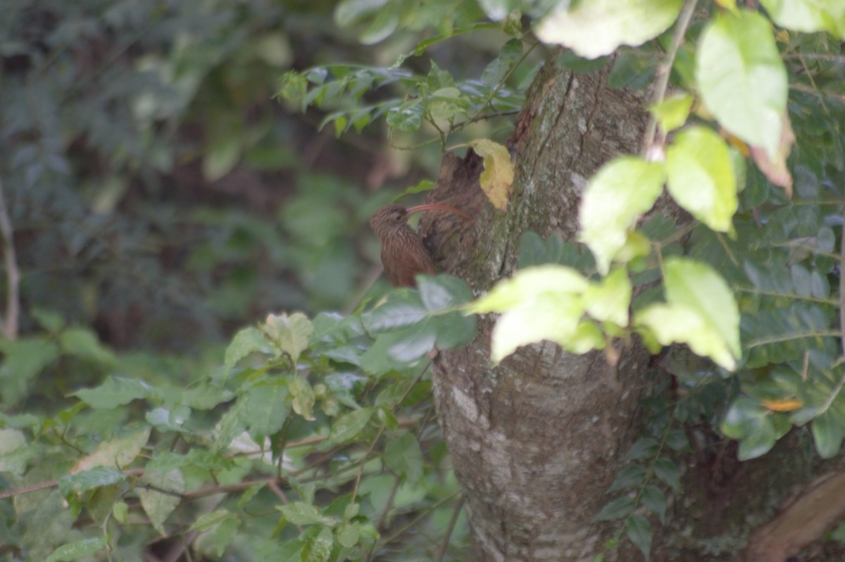 Red-billed Scythebill - ML609295533