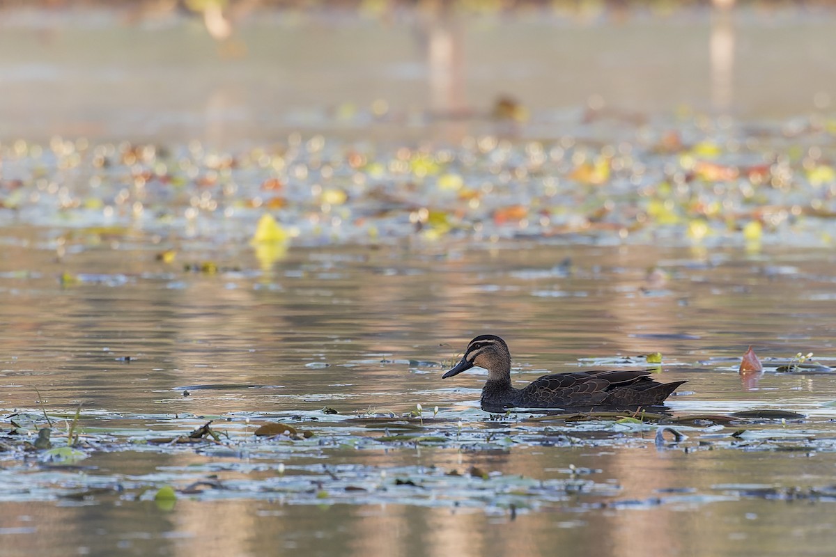 Pacific Black Duck - ML609295562