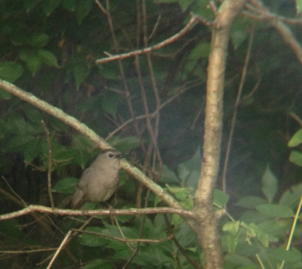 Gray Catbird - ML609295593