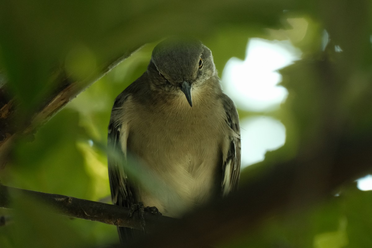 Northern Mockingbird - ML609295594