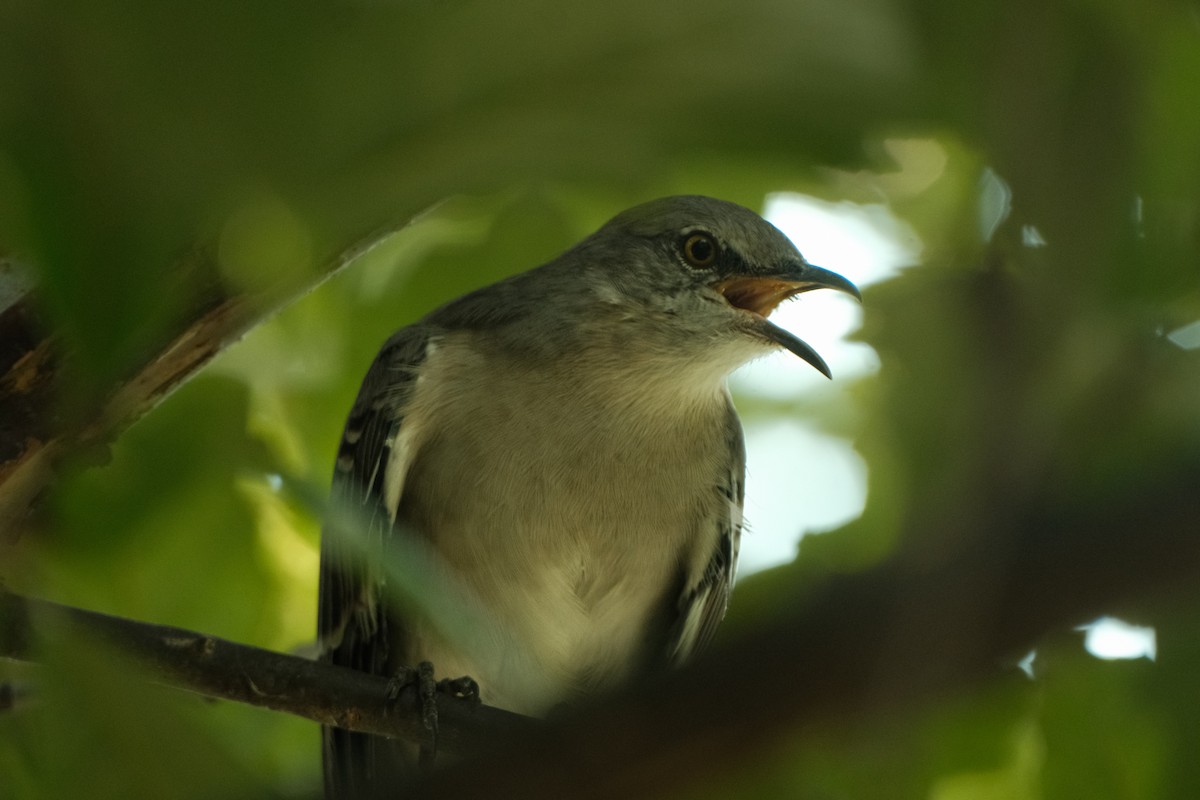 Northern Mockingbird - ML609295595