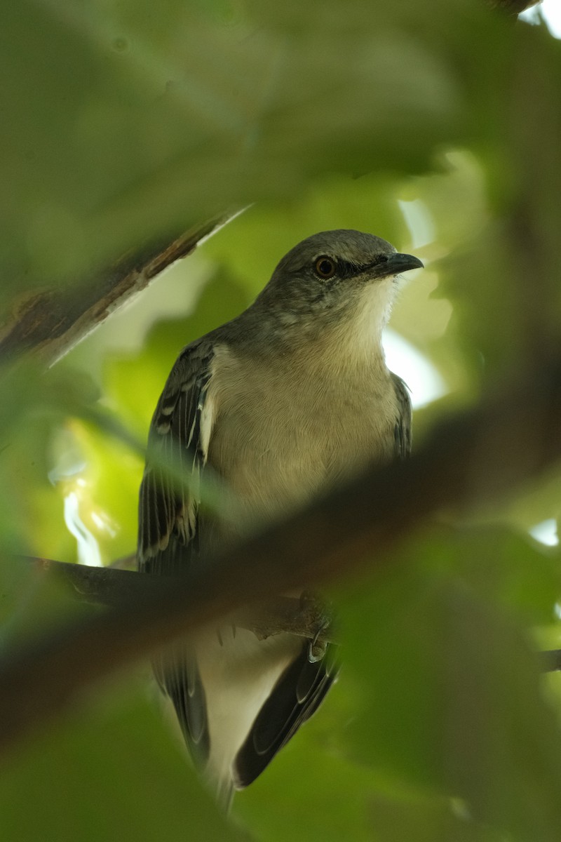 Northern Mockingbird - ML609295596