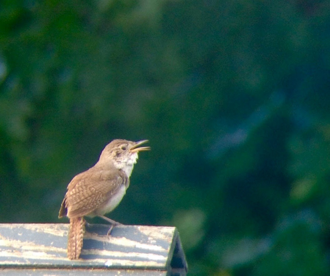 House Wren - ML609295610