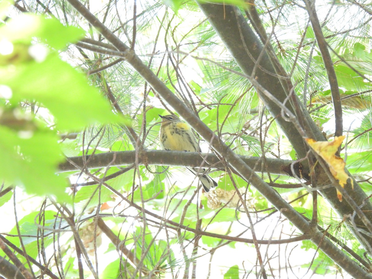 Yellow-rumped Warbler - Cheryl Ring