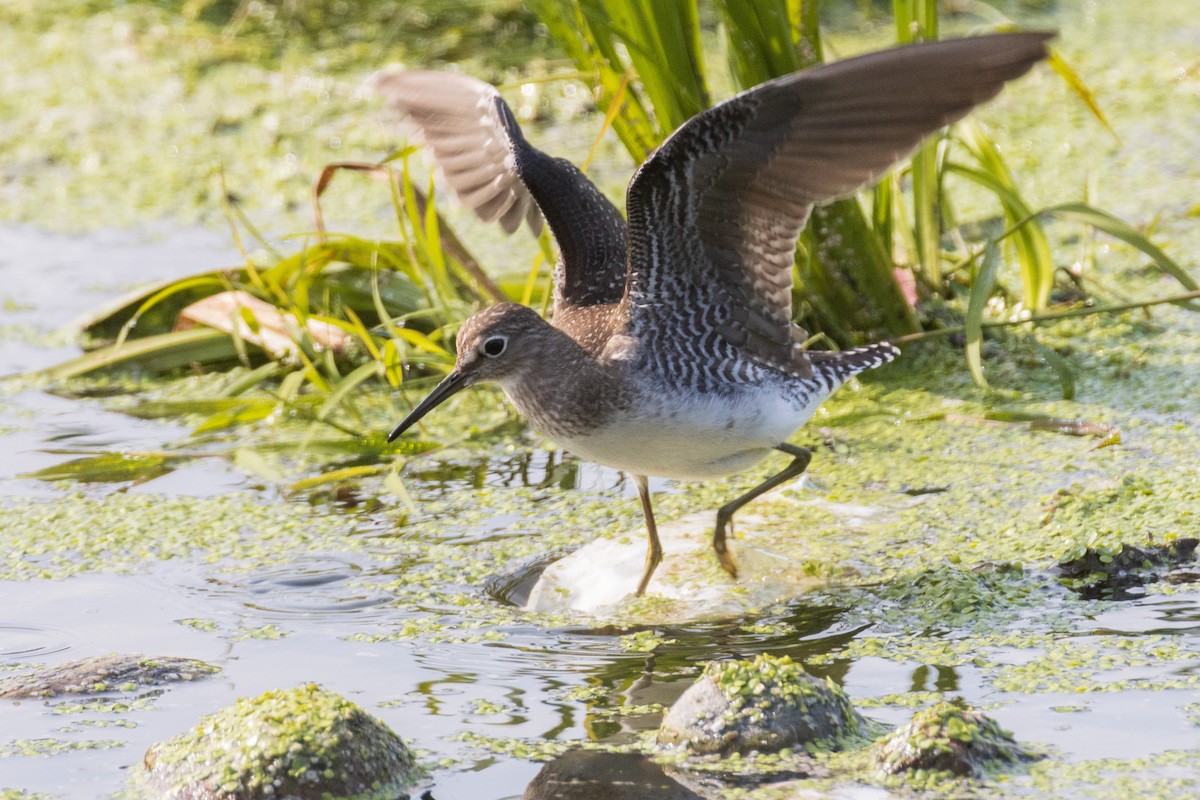 Solitary Sandpiper - ML609295714