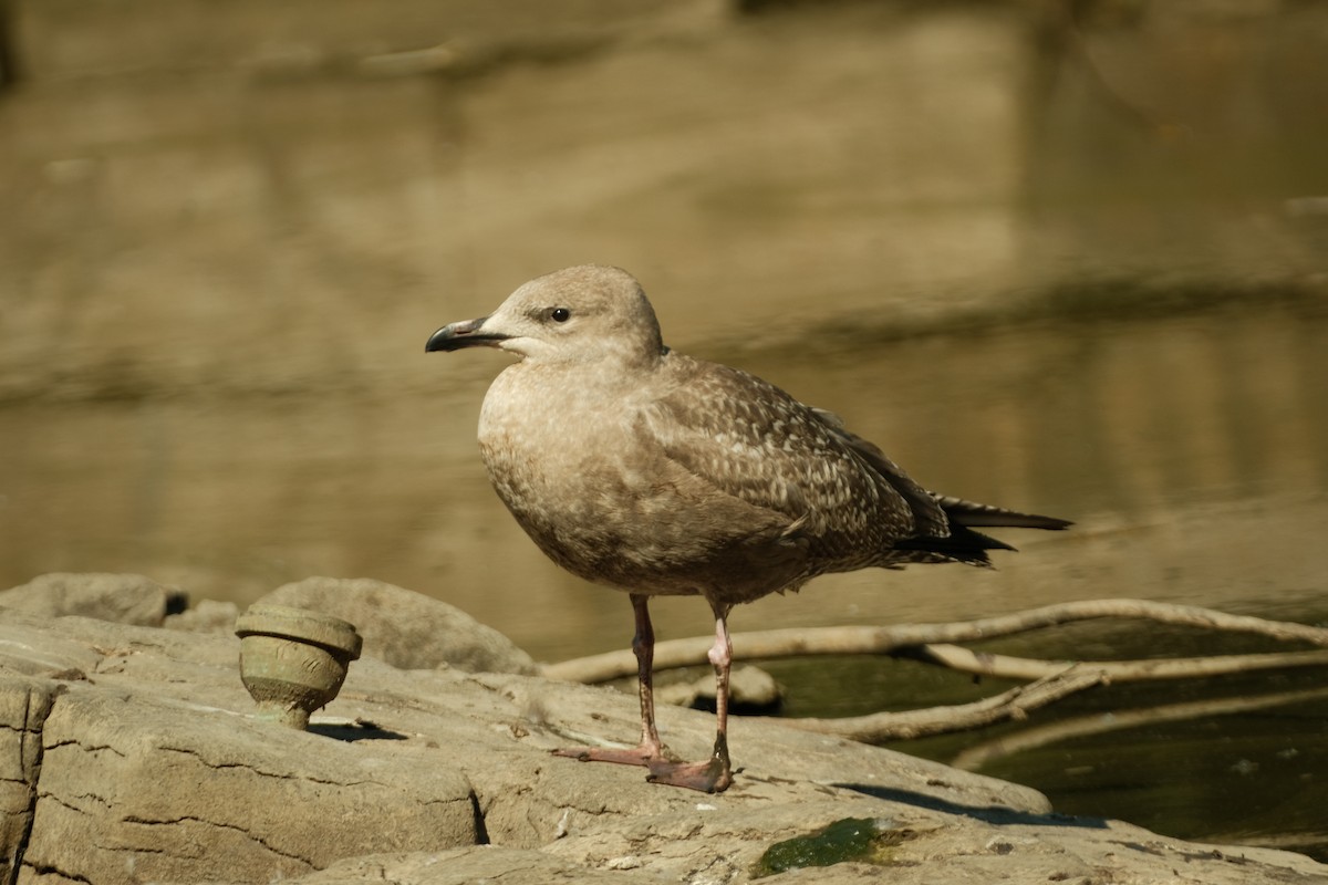 American Herring Gull - ML609295783
