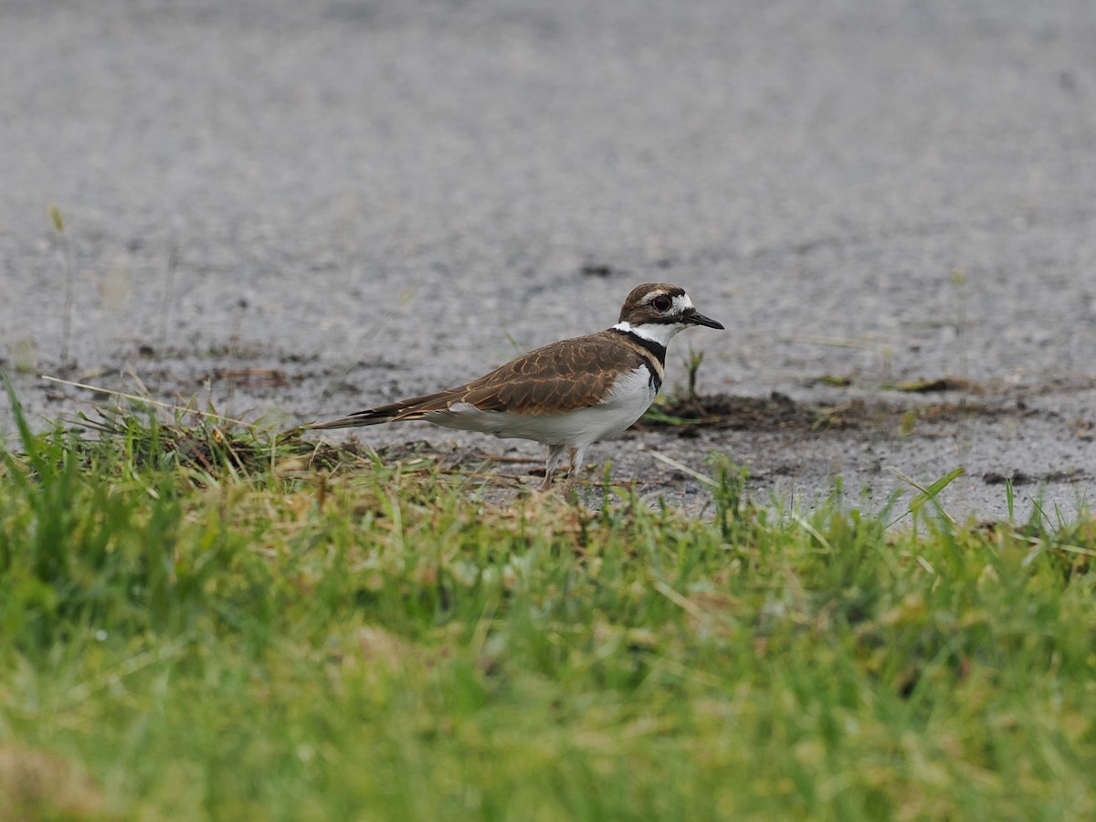 Killdeer - ML609295861