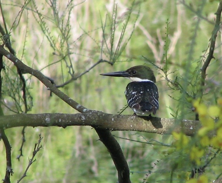 Green Kingfisher - ML609295908