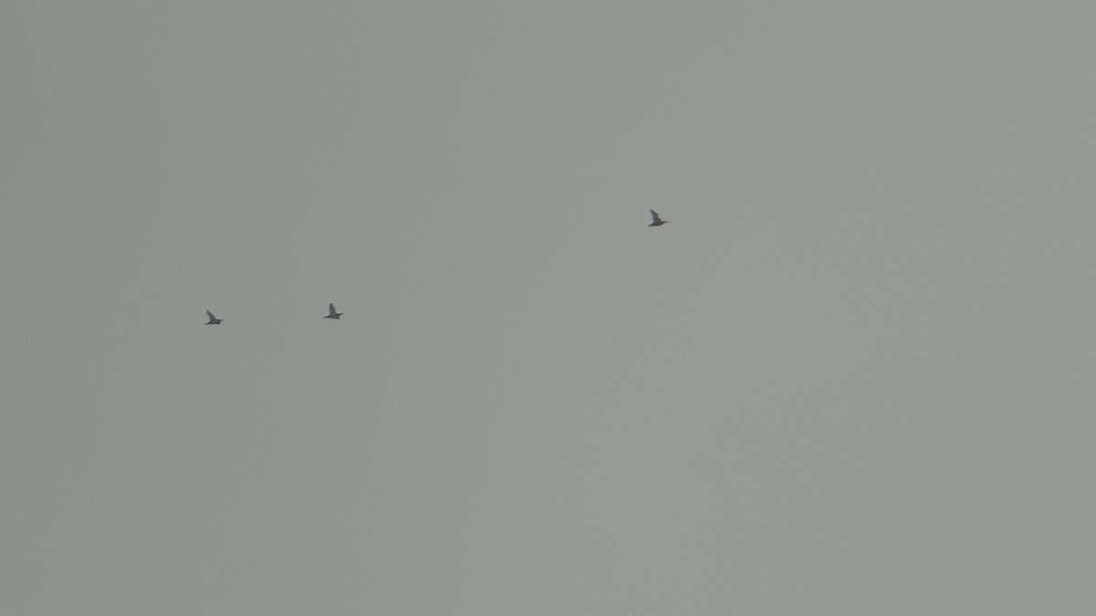 Hudsonian Whimbrel - ML609295978