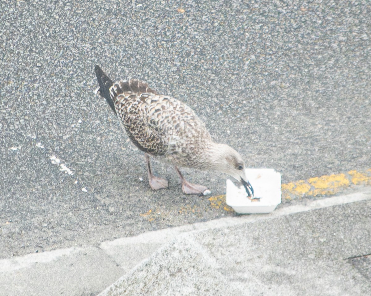 Yellow-legged Gull - ML609295994