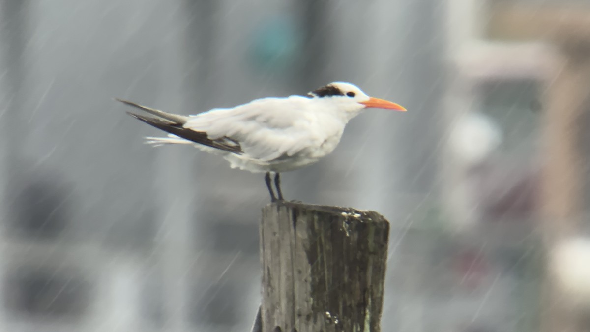 Royal Tern - ML609295997