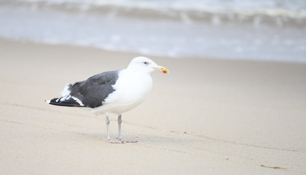 Great Black-backed Gull - Sze On Ng (Aaron)